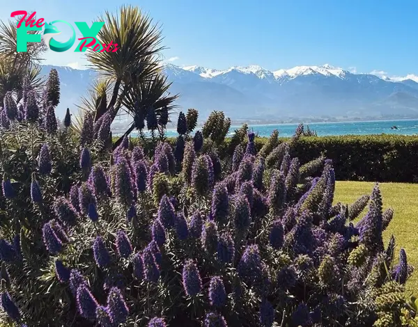 Kaikoura