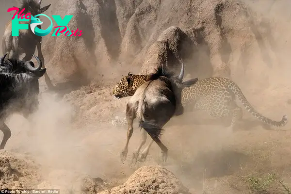 Panic: During one of the first crossings of wildebeest through the Mara River a male leopard sneaked out from the bushes and made chase. The leopard was helped by the dust and commotion of hundreds of animals running in panic, allowing the male big cat to snake in between the herd looking for the right catch