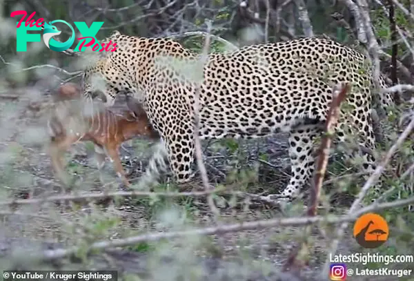 This display continues as the leopard begins to stalk its prey, the small animal running at its foe before quickly turning and attempting to escape again