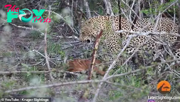 In a clip, filmed in Kruger National Park in South Africa, a nyala calf repeatedly charges at a leopard