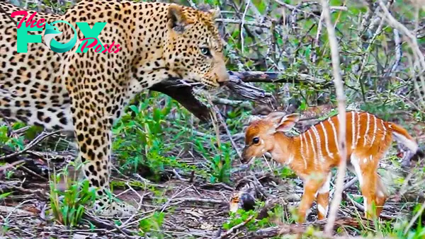 Baby Buck Headbutts Leopard Persistently To Try Escape