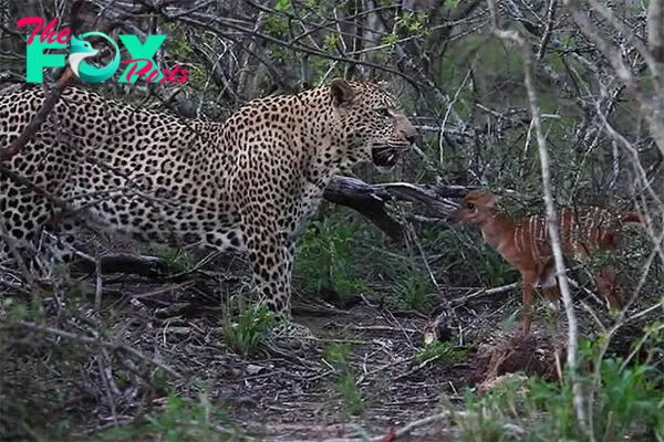 The baby nyala facing off against the leopard