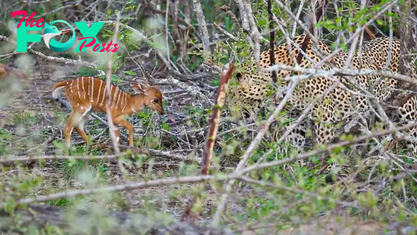 Baby Buck Headbutts Leopard Persistently To Try Escape