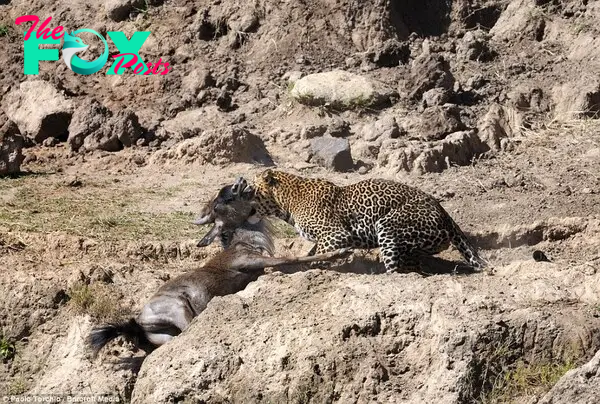 Jugular: Within a few seconds the leopard had claimed his prize, and dragged the young wildebeest 
