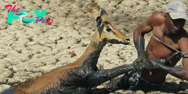 Guy Saves Impala Trapped In Mud - Videos - The Dodo