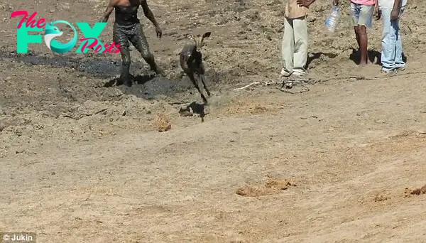 After a quick clean with a bottle of water, the antelope was on its feet again and running away into the bush