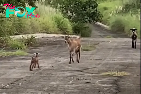 The moment the baby goat reunited with his mother.