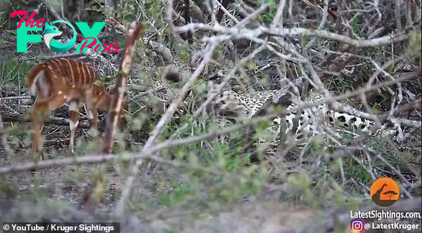 The leopard lies down in woodland as the small antelope attempts to find a way to escape