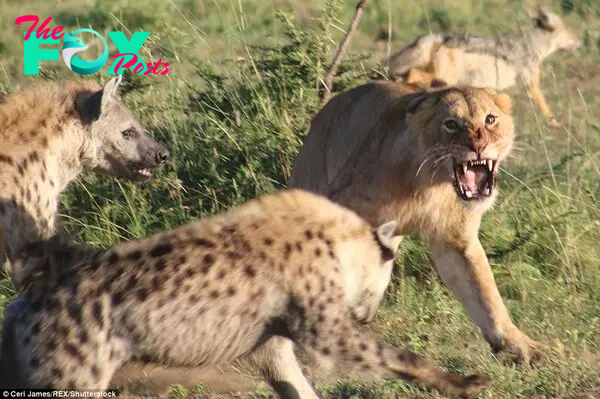 Paws off my food: The lioness was part of an eight-strong pride that had killed the large wildebeest and were forced to share their food.