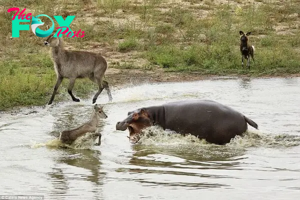 After repeated attempts to bite the antelope, the hippo gave up, allowing the poor animal to run off to safety