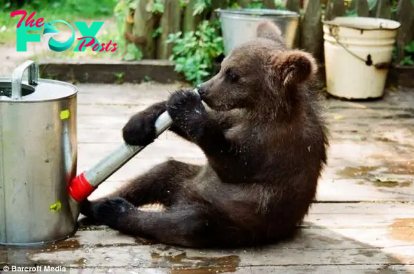 Playful: A young Ilzite is seen investigating a watering can at its home in Latvia