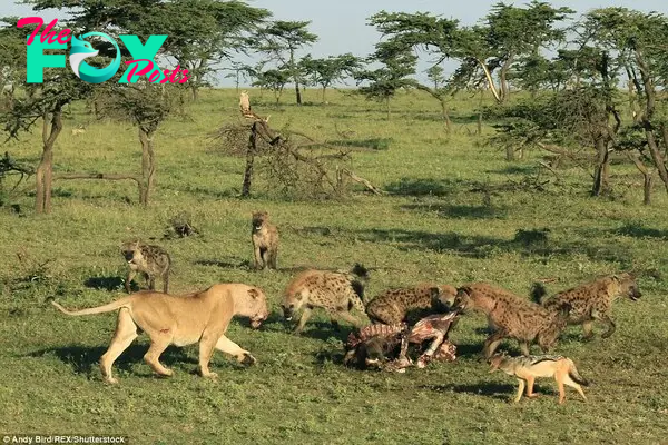 Feeding frenzy: Despite the pride's hard work, they were forced to share their kill with a greedy gang of hyenas and jackals. 