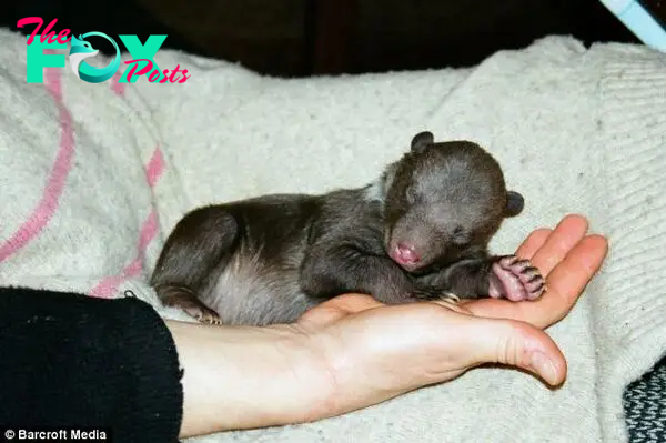 Newborn: Ilzite was a tiny newborn cub when it was first discovered by Ms Vitola in the forest