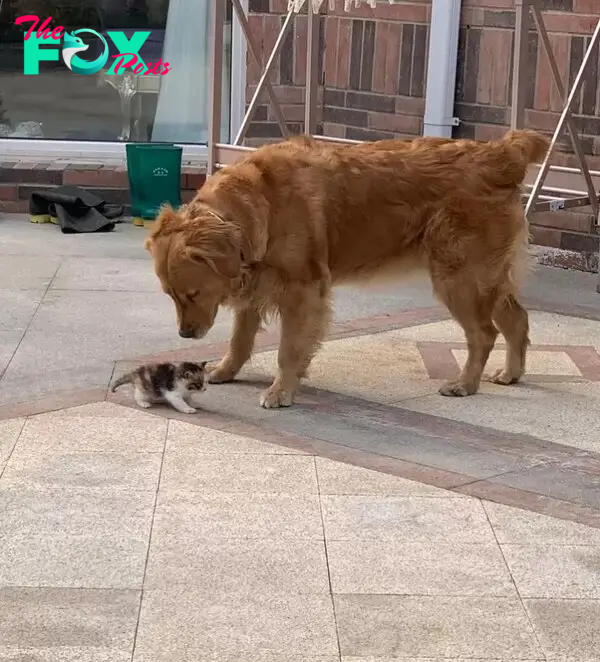 Dog finds tiny kitten on the road