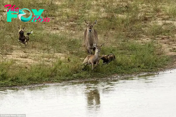 Evasive: The young antelope jumped into the water, not knowing that a crocodile was lurking just below the surface