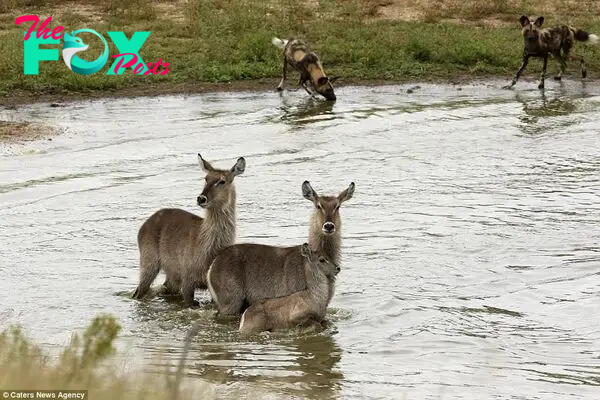 The wild dogs waited around in the hope that the antelope would leave the water - but they eventually got bored and wandered off