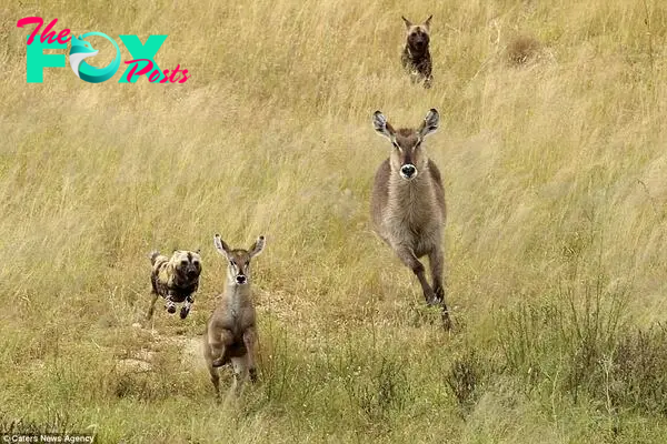 In pursuit: A terrified antelope had to sprint for its life after the herd it was in was chased by a pack of ravenous wild dogs in South Africa