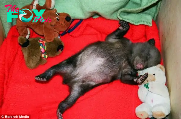 Flat-out: Ms Vitola originally brought home two bear cubs, but one sadly died