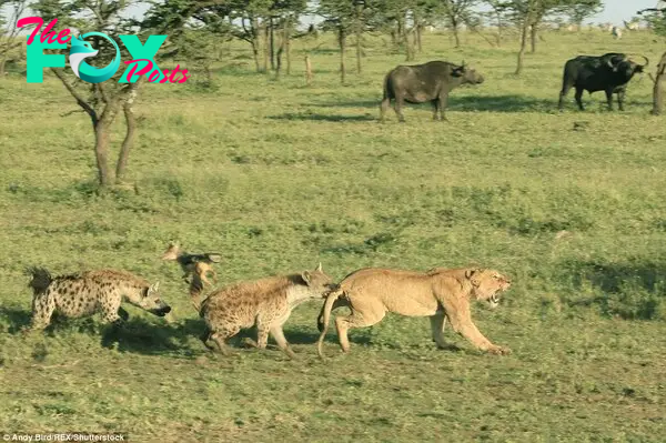 Tagging along: Eyewitness Alun James said the scene at Naboisho Conservancy in Kenya's Masai Mara game reserve was like a 'high stakes game of poker' in which 'the lions blinked first'.