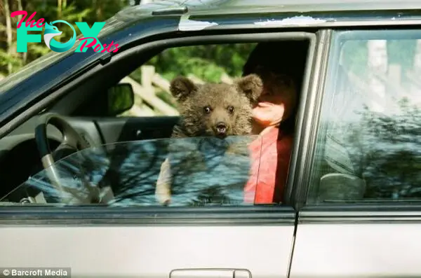 Along for the ride: Ilzite the bear peers out of the window of Velga Vitola's car as it joins her for a spin