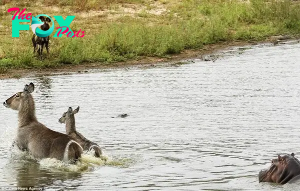 But after jumping into a waterhole in Ngala Private Game Reserve, it was immediately stalked by a crocodile lurking just beneath the surface (pictured)