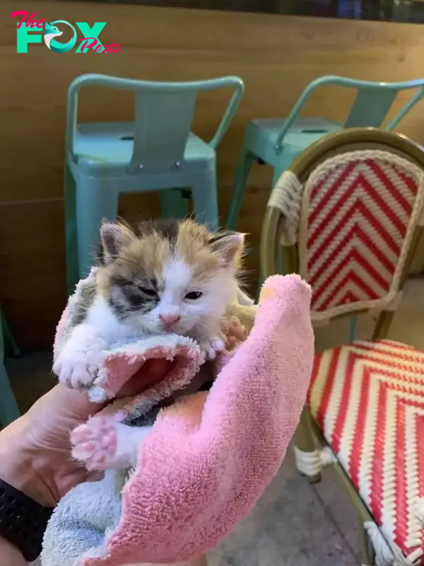 Dogs find abandoned kitten on the street