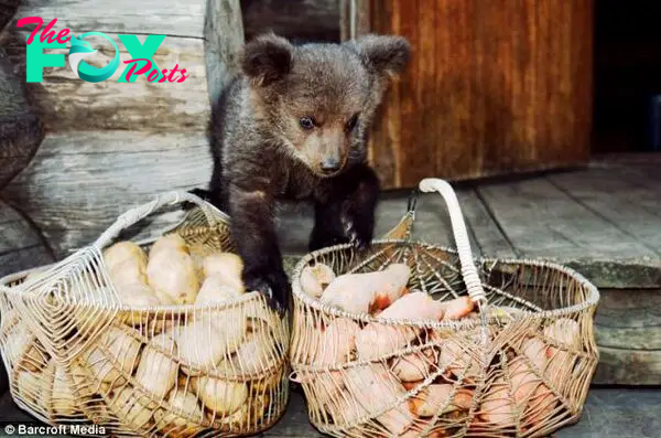 Family life: Ilzite the bear almost looks ready to help with the baskets of potatoes in this picture