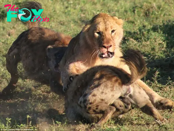 Outnumbered: The lioness suffered painful wounds as the hyenas tackled her out of the way so they could get to her food. 