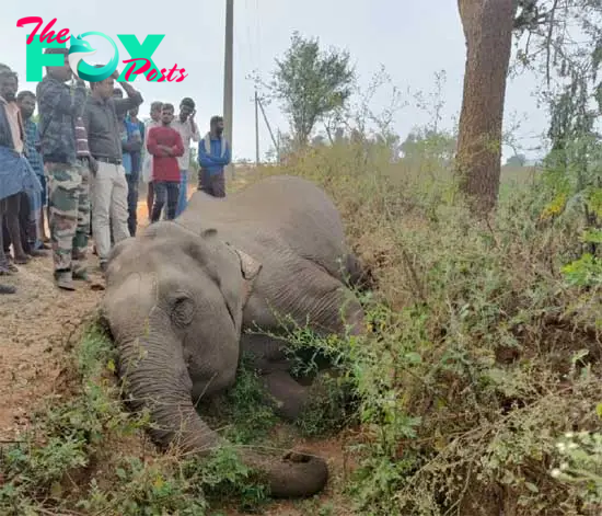 Female elephant dies of electrocution in Chamarajanagar, farmer booked -  Daijiworld.com