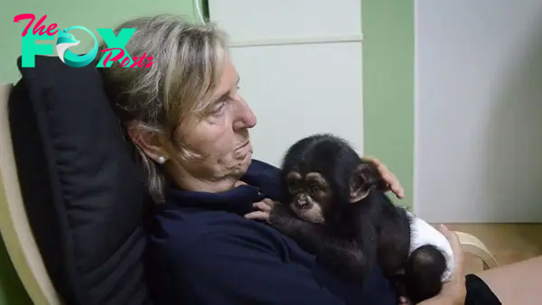 Baby Chimp Cuddles With A Plush Monkey After Being Rejected By His Mother, Finds A New Family | Bored Panda