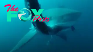 a large shark appraoching the camera as it takes a bite out of a fish