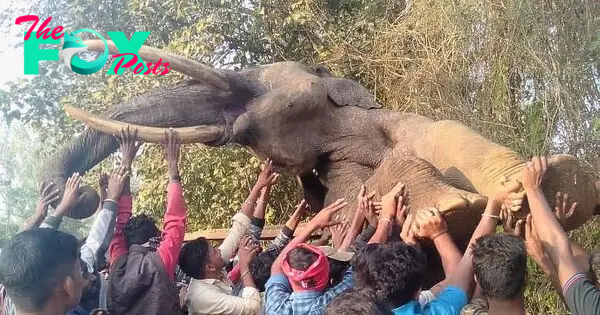 Elephant Dies While Trying To Cross Railway Fence Near Nagarhole National  Park in Karnataka