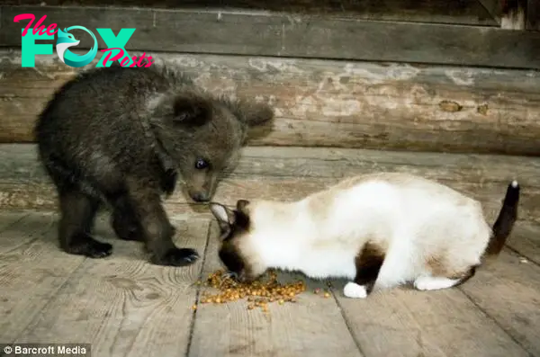 Growing up: Velga's pet cat has some competition for its snack from growing bear Ilzite