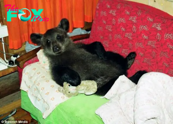 Right at home: The wild bear kicks back on the sofa