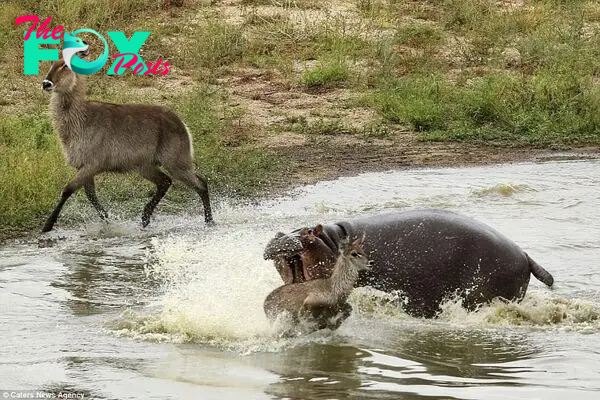 The young antelope escaped the jaws of the crocodile only to run into the path of a furious hippo which tried repeatedly to bite the frightened animal