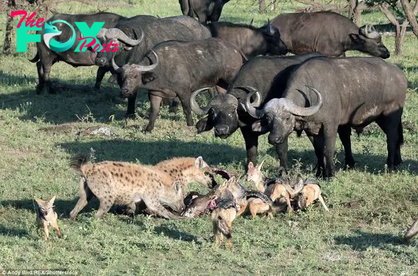 Watching on: Buffalo bulls surrounded the carcass and watched the animals devour the kill.