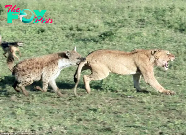 A brave bite: A plucky hyena was photographed sinking its teeth into a lioness's behind as it tried to meddle in on her breakfast. 