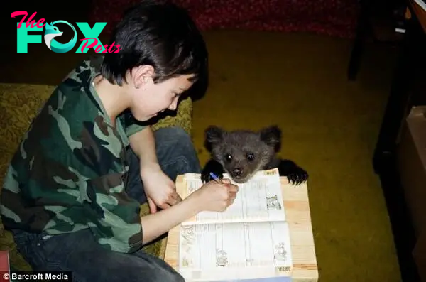 Need some help? Bear cub Ilzite takes a peep as Ms Vitola's son Dzintars, then nine, does his homework