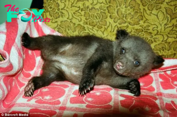 Abandoned: Ilzite can be seen lolling on the sofa at the Vitola's home in the woods