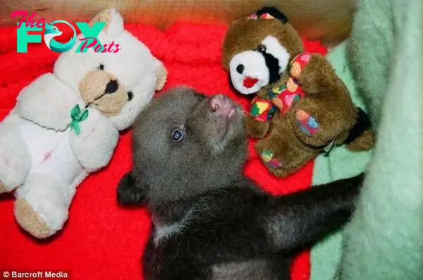 Pampered pet: Ilzite slept in a cot complete with cuddly toys at Ms Vitola's home in Latvia