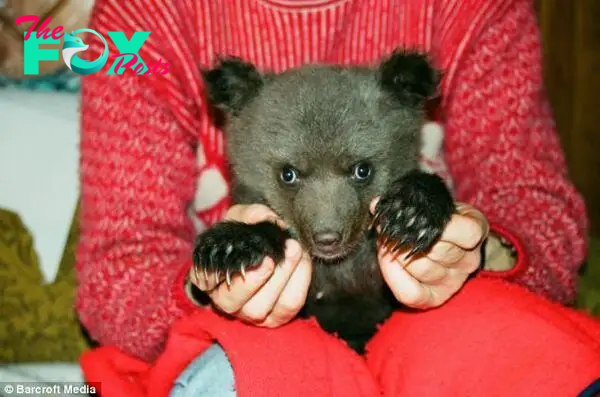 New addition: Velga brought Ilzite home with her after discovering the abandoned bear in Latvian woodland near her home