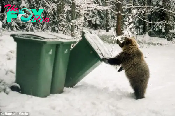 Bit of a handful: Growing bear Ilzite tips a rubbish bin in the snow outside Ms Vitola's home