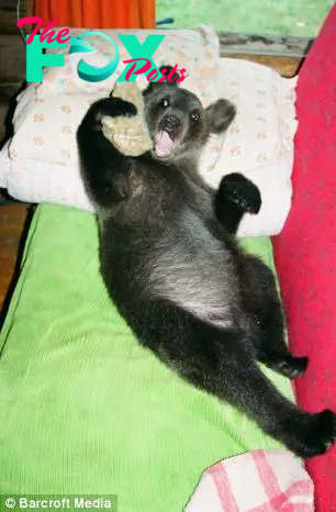 Loving home: Ilzite plays with a toy on the sofa