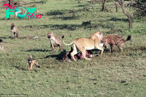 'My turn': The lioness refused to give up and fought off the smaller animals for a bite. 'The battle ebbed and flowed with no animal in possession for more than a matter of minutes,' said Mr James.