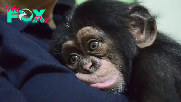 Baby Chimp Cuddles With A Plush Monkey After Being Rejected By His Mother, Finds A New Family | Bored Panda