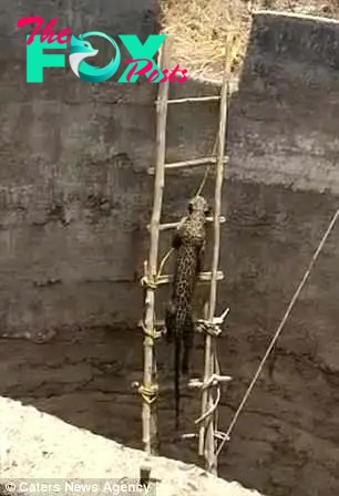 After the ladder is lowered into the 20 foot deep well, the leopard can be seen climbing up and reaching the top. He then makes a very quick exit