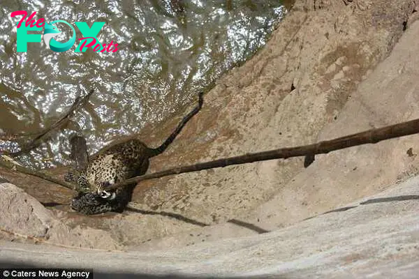 An attempt was made to save the leopard with a rope but it failed as the wild cat was not able to pull itself up
