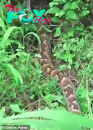 The snake slithers away into some shrubbery. Indian rock pythons are  known as python molurus, generally reside in a variety of different habitats but they need a permanent source of water