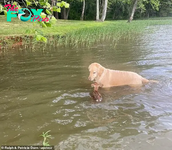 Harley, once a therapy dog, never left the baby deer's side