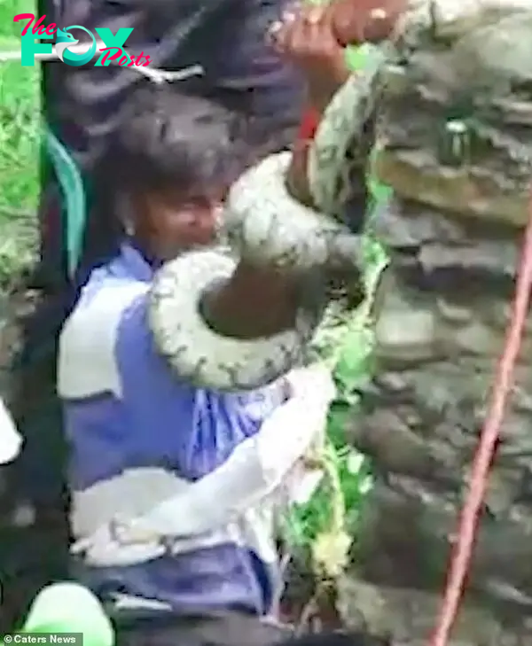 Other volunteers pull the python off his arm once Mr Solanki is safely back on the ground. The incredible footage was captured by an onlooker